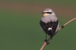 Bělořít šedý ( Oenanthe oenathe )