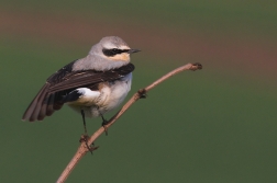 Bělořít šedý ( Oenanthe oenathe )