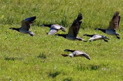 Berneška bělolící  ( Branta leucopsis )