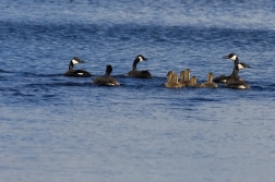 Berneška velká  ( Branta leucopsis )