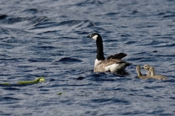 Berneška velká  ( Branta leucopsis )