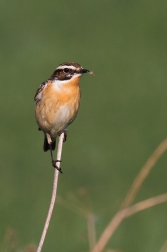 Bramborníček hnědý  ( Saxiccola rubetra )