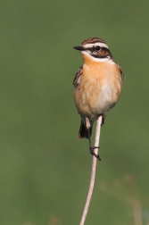 Bramborníček hnědý  ( Saxiccola rubetra )