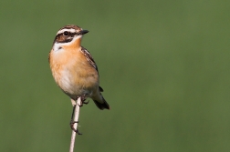 Bramborníček hnědý  ( Saxiccola rubetra )