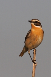 Bramborníček hnědý  ( Saxiccola rubetra )