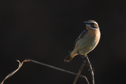 Bramborníček hnědý  ( Saxiccola rubetra )