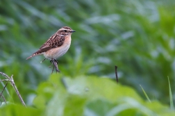 Bramborníček hnědý  ( Saxiccola rubetra )