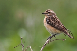 Bramborníček hnědý  ( Saxiccola rubetra )