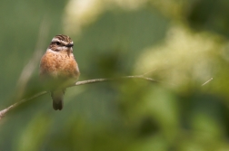 Bramborníček hnědý  ( Saxiccola rubetra )