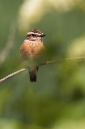 Bramborníček hnědý  ( Saxiccola rubetra )