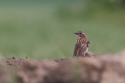 Bramborníček hnědý  ( Saxiccola rubetra )