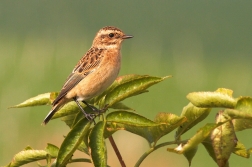 Bramborníček hnědý  ( Saxiccola rubetra )