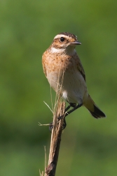 Bramborníček hnědý  ( Saxiccola rubetra )