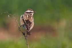 Bramborníček hnědý  ( Saxiccola rubetra )