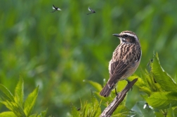 Bramborníček hnědý  ( Saxiccola rubetra )