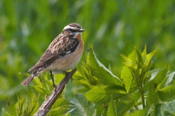 Bramborníček hnědý  ( Saxiccola rubetra )