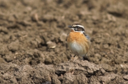 Bramborníček hnědý  ( Saxiccola rubetra )