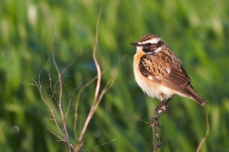 Bramborníček hnědý  ( Saxiccola rubetra )