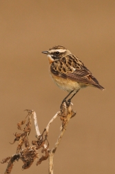 Bramborníček hnědý  ( Saxiccola rubetra )