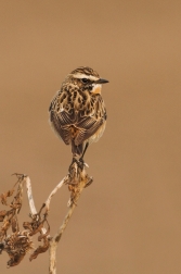 Bramborníček hnědý  ( Saxiccola rubetra )