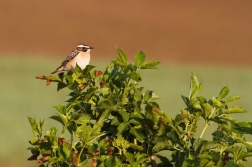 Bramborníček hnědý  ( Saxiccola rubetra )