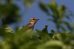 Bramborníček hnědý  ( Saxicola rubetra )