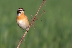 Bramborníček hnědý ( Saxicola rubetra  )