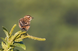 Bramborníček hnědý  ( Saxicola rubetra )