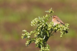 Bramborníček hnědý  ( Saxicola rubetra )