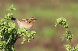 Bramborníček hnědý  ( Saxicola rubetra )