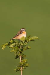 Bramborníček hnědý  ( Saxicola rubetra )