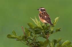 Bramborníček hnědý  ( Saxicola rubetra )