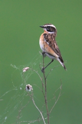 Bramborníček hnědý  ( Saxicola rubetra )