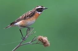 Bramborníček hnědý  ( Saxicola rubetra )