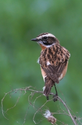 Bramborníček hnědý  ( Saxicola rubetra )