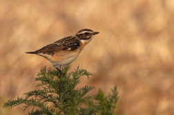 Bramborníček hnědý  ( Saxicola rubetra )