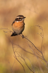 Bramborníček hnědý  ( Saxicola rubetra )