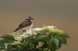 Bramborníček hnědý  ( Saxicola rubetra )