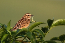 Bramborníček hnědý  ( Saxicola rubetra )