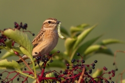 Bramborníček hnědý  ( Saxicola rubetra )