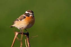 Bramborníček hnědý  ( Saxicola rubetra )