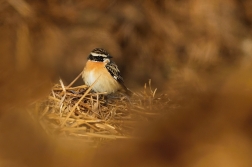 Bramborníček hnědý  ( Saxicola rubetra )