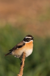 Bramborníček hnědý  ( Saxicola rubetra )