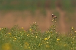 Bramborníček hnědý  ( Saxicola rubetra )