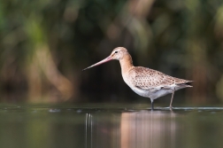 Břehouš černoocasý ( Limosa limosa )