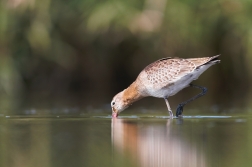 Břehouš černoocasý ( Limosa limosa )