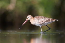 Břehouš černoocasý ( Limosa limosa )