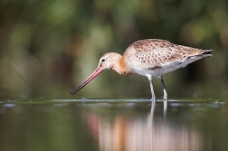 Břehouš černoocasý ( Limosa limosa )