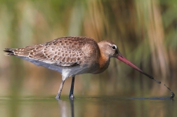 Břehouš černoocasý ( Limosa limosa )