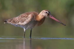 Břehouš černoocasý ( Limosa limosa )